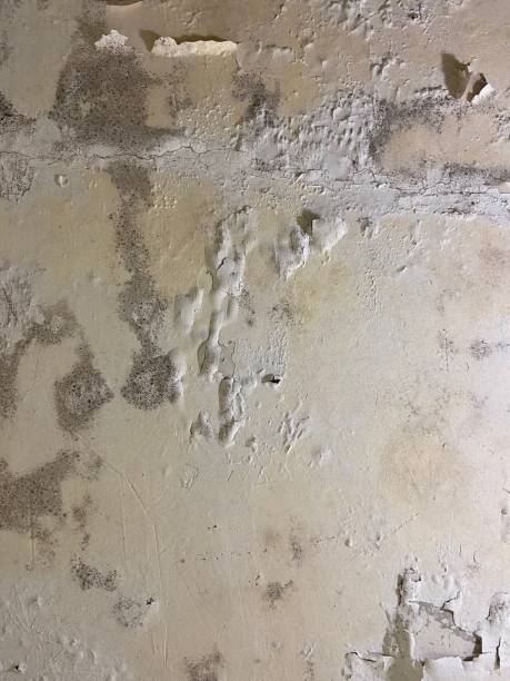 Best Fast Mold Removal  in Berea, KY