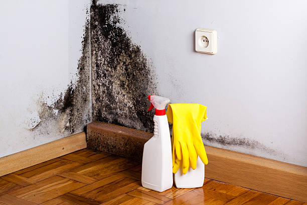 Crawl Space Mold Removal in Berea, KY